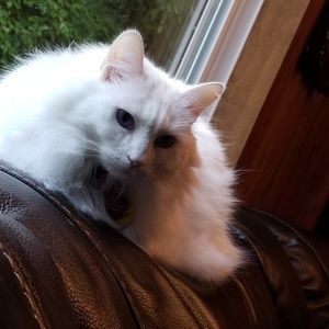 Meet your Posher, Celeste